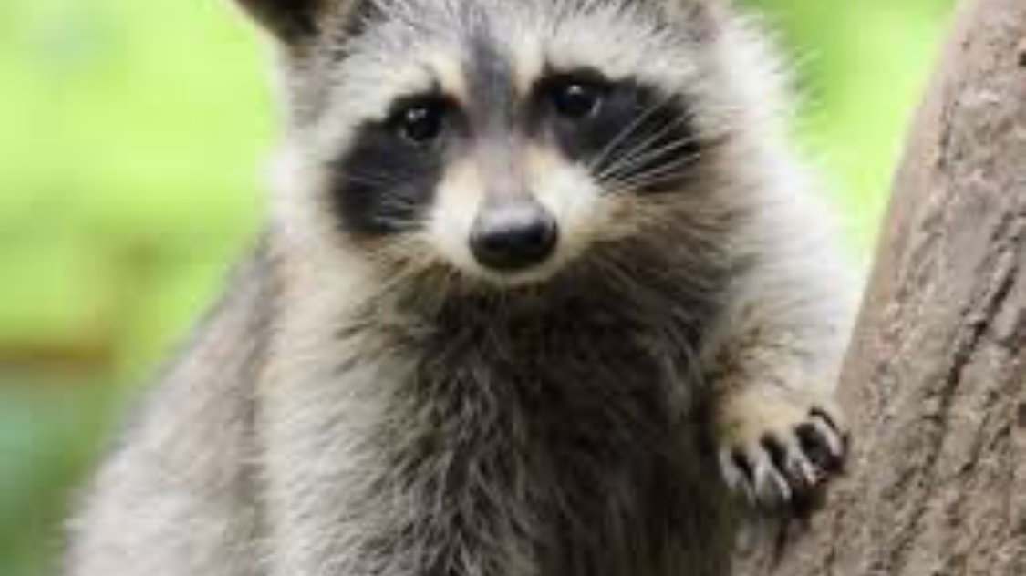 Petition · No More Killing Raccoons - United States · Change.org