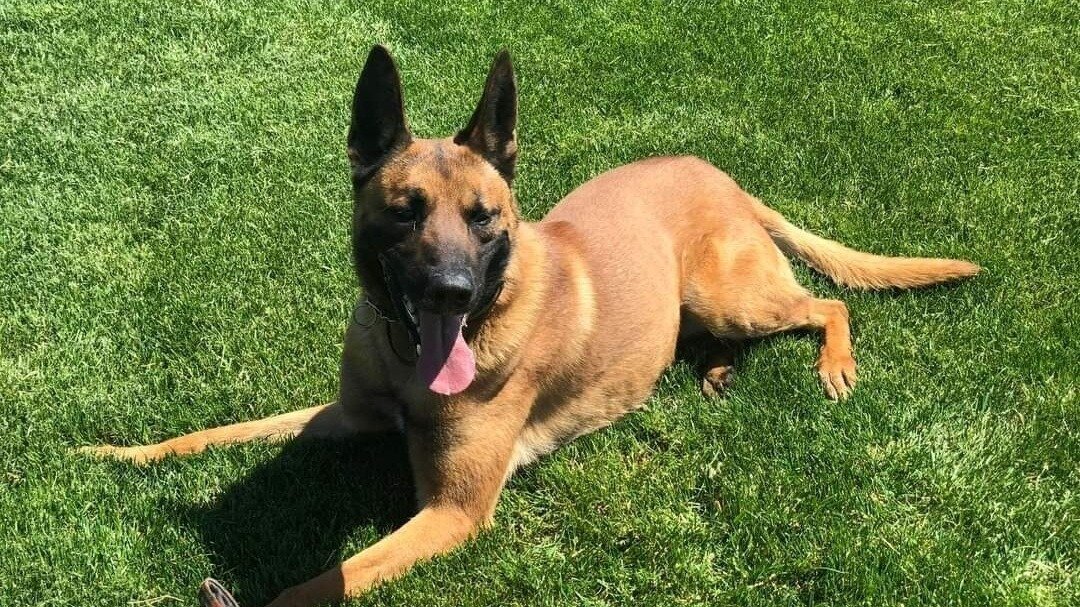 Petition · Stop Chapmanville, West Virginia from bringing another Law