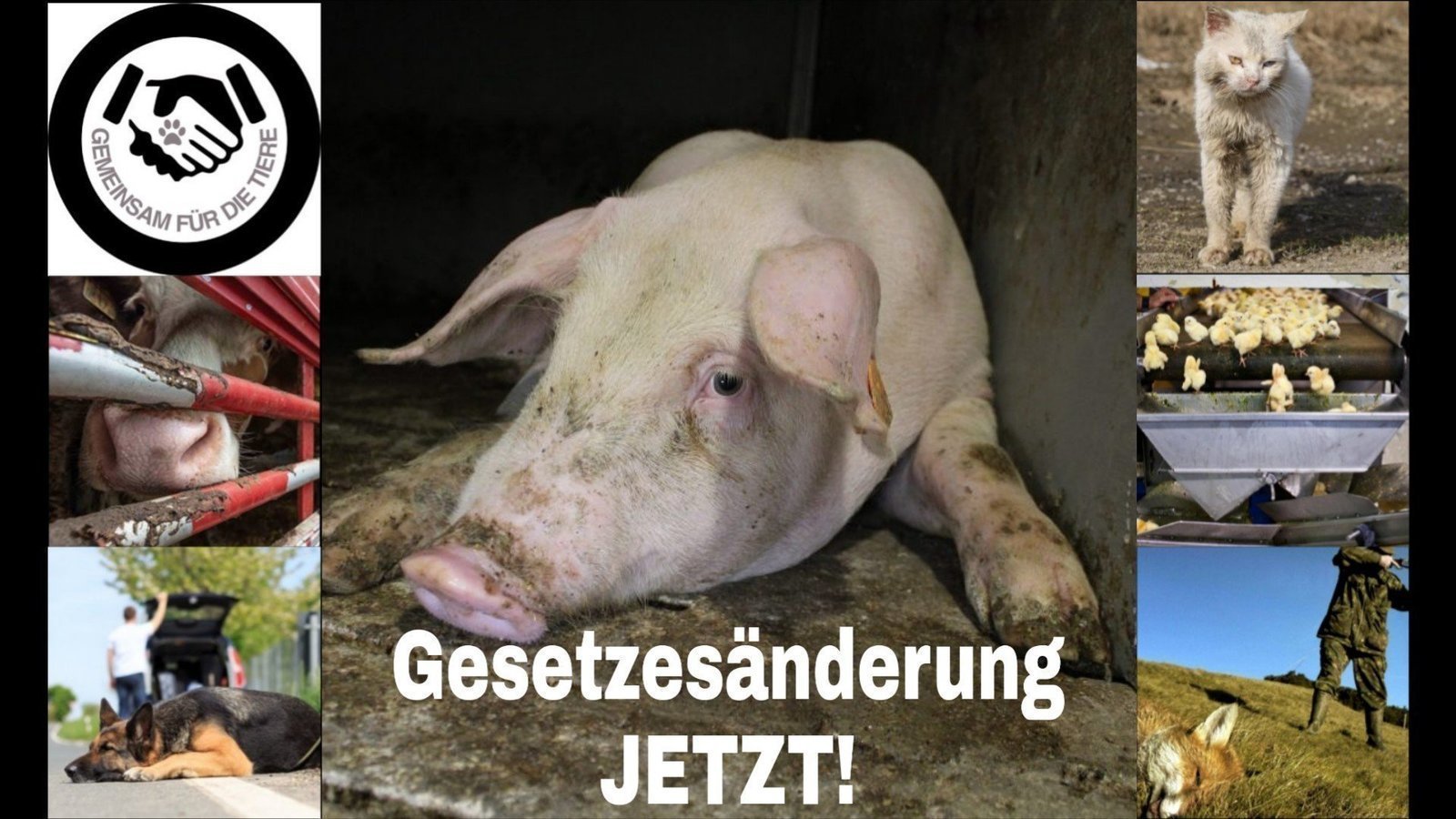 Petition · NEUES GESETZ: TIERE SIND KEINE SACHEN, ALLE TIERE SIND EMPFINDUNGSFÄHIGE LEBEWESEN ...