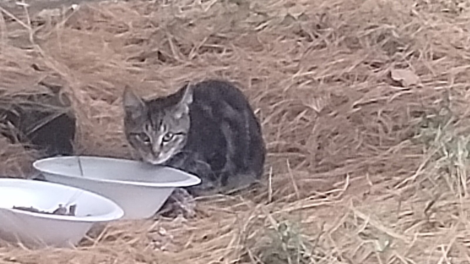 Petition · Mandate Spaying and Neutering of Outdoor Cats by FOUR Months