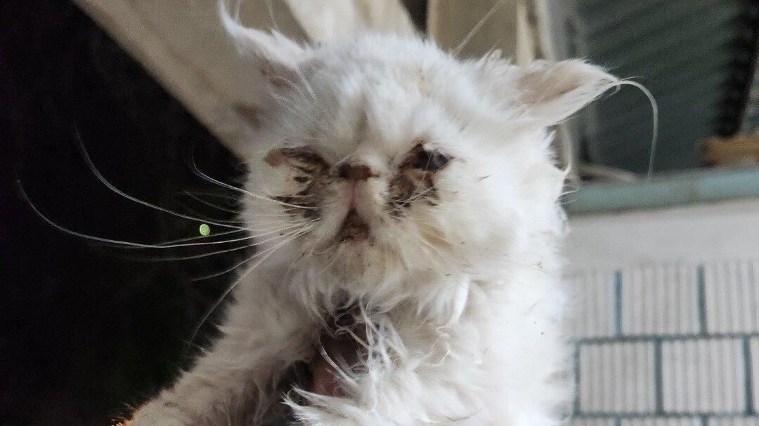 Petition · SIGN NOW! Help Us Lift the Kuwait Animal Rescue Ban