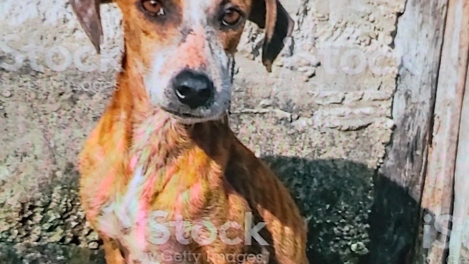 petition-strengthen-animal-cruelty-laws-in-england-longer-sentences