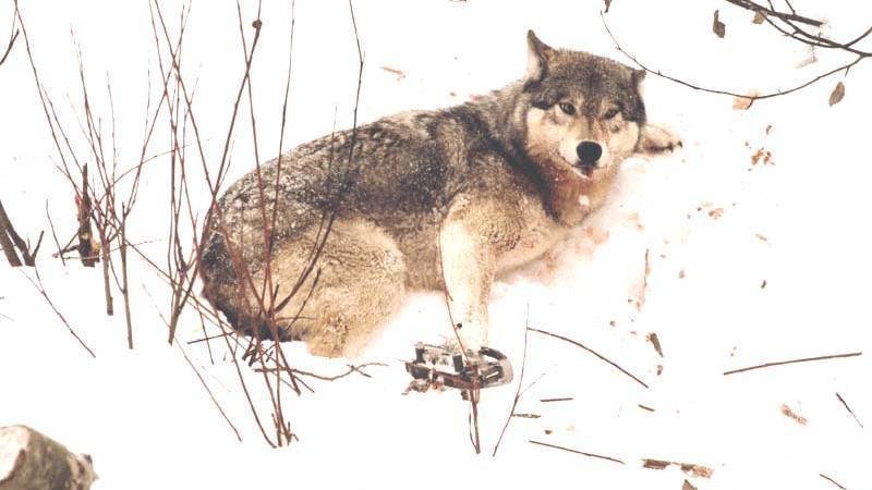 Petition · Force U.S Government to protect wolves . - United States ...