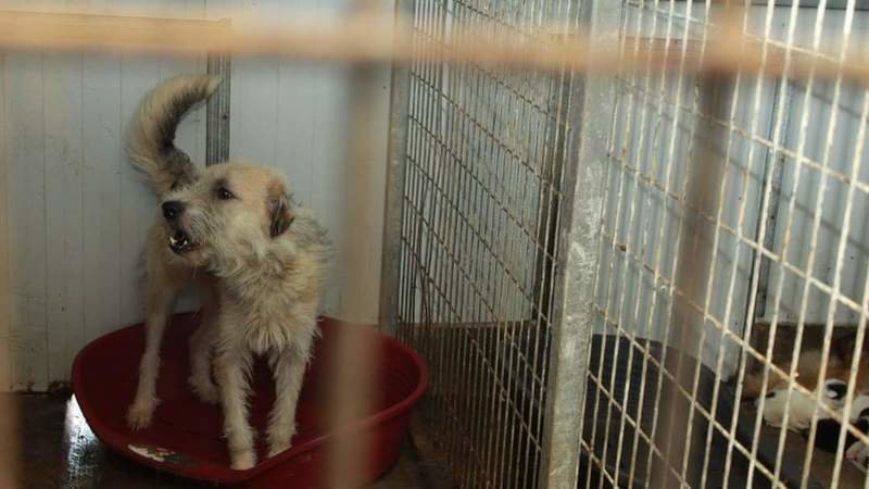 Petition Update Roman Ps Must Be Held Responsible For Killing