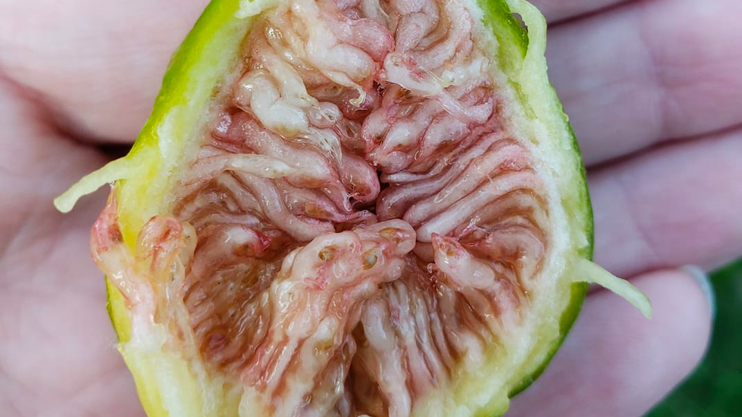 Petition · Change the Name of Fig Newtons to Wasp Newtons ·