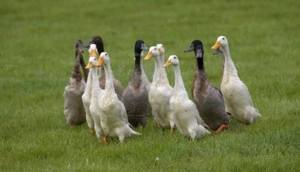 Petition · UK Government Please ban the importation of foie gras into