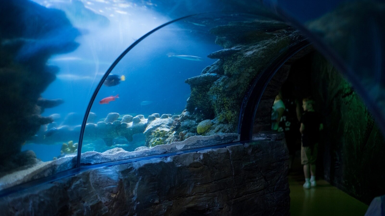 Petition · "Bring Life to Downtown Jacksonville with an Aquarium