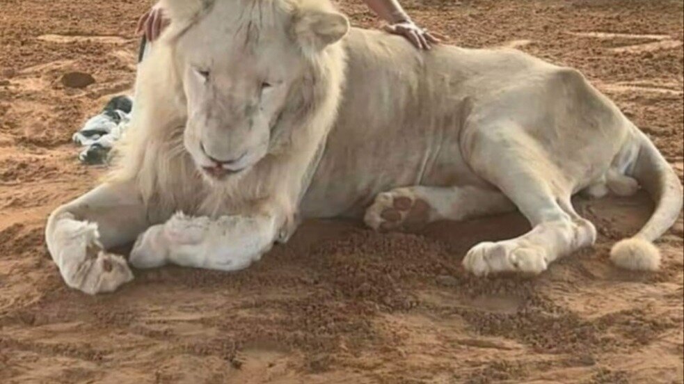 petition-improve-animal-welfare-laws-in-zoos-united-kingdom