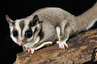 Petition · Stop the Sale of Sugar Gliders · Change.org