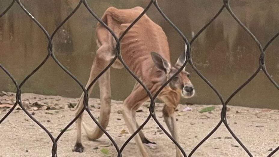 Petition · Demand Immediate Intervention for Starving Animals at