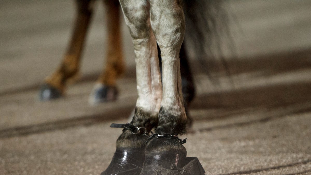 Petition · stop equine abuse and horse soring Australia ·