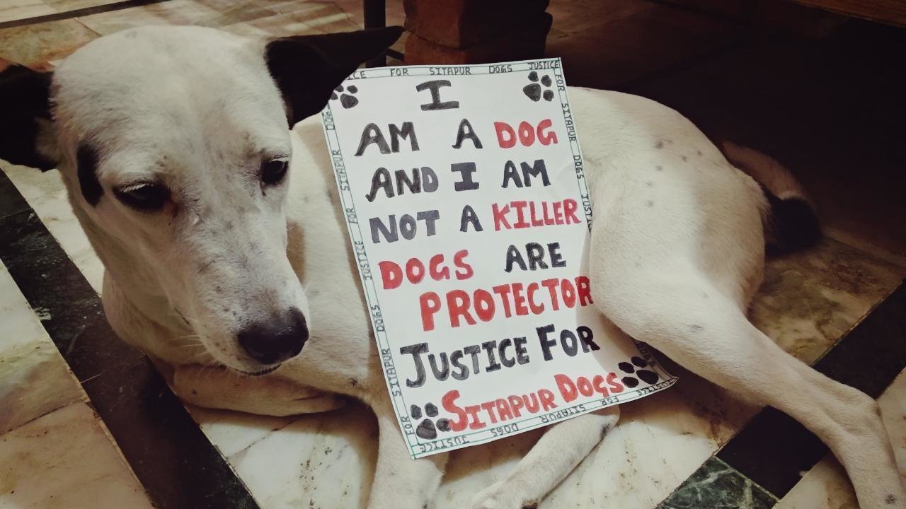 Petition · Dogs are not killers#Justice for Sitapur Dogs# Ask Animal ...