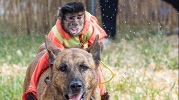 Petition · Ban primates and wild animals from circuses in Illinois ...