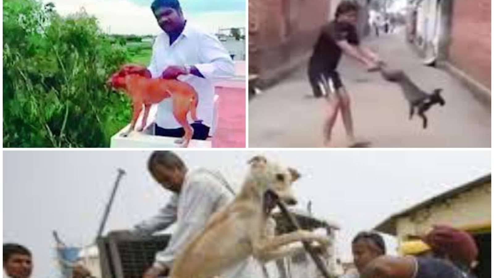 Petition · Criminals getting away with abusing and killing animals by