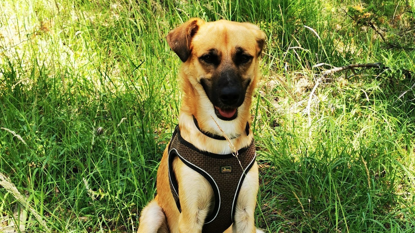 Pétition · la création d’un enclos réservé aux chiens dans le parc du Jaquon SaintLaurentdu