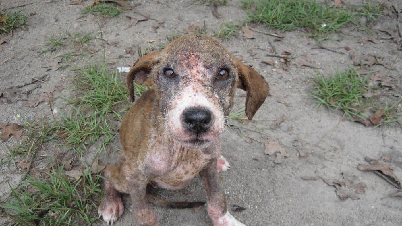 Petition · Make it Mandatory for Dogs to get Fixed United States