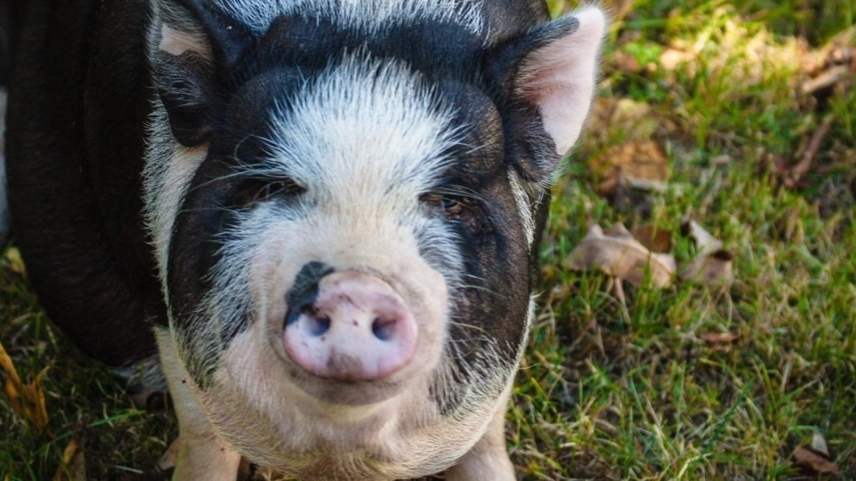 Petition · Change the zoning law concerning pets United States