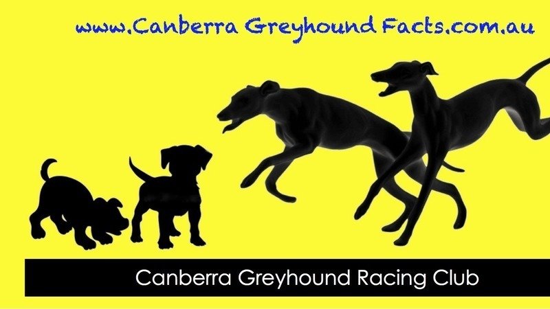 Peion Keep Greyhound Racing In The Act And Implement 4 Keep Greyhound Racing In The Act And