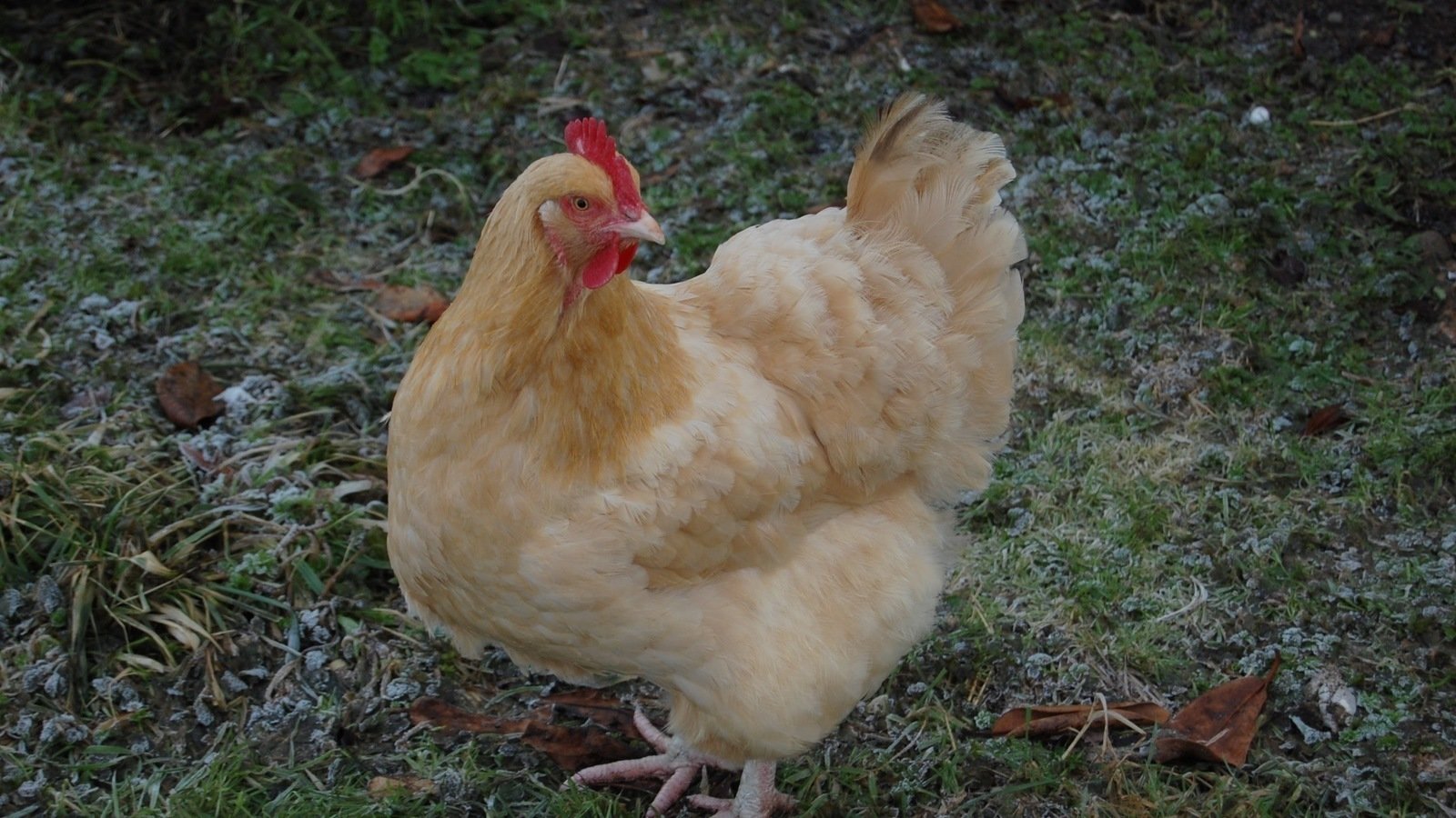 Petition · Allow backyard chickens in Manchester United States