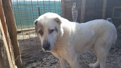 stacey hayward puppy farm