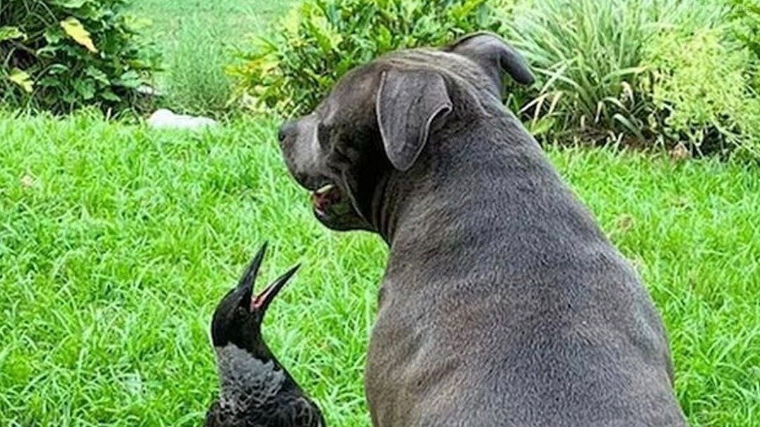 Petition · Allow Molly the Magpie to Remain with Her Canine Companion ...