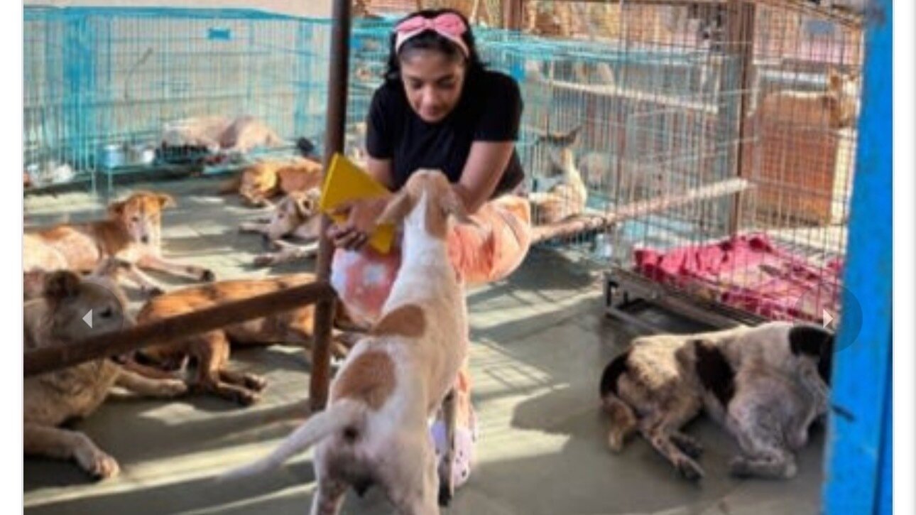 Petition update · Hundreds of Rescued Street Animals need your Help ...