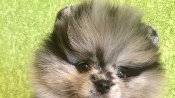 fci pomeranian