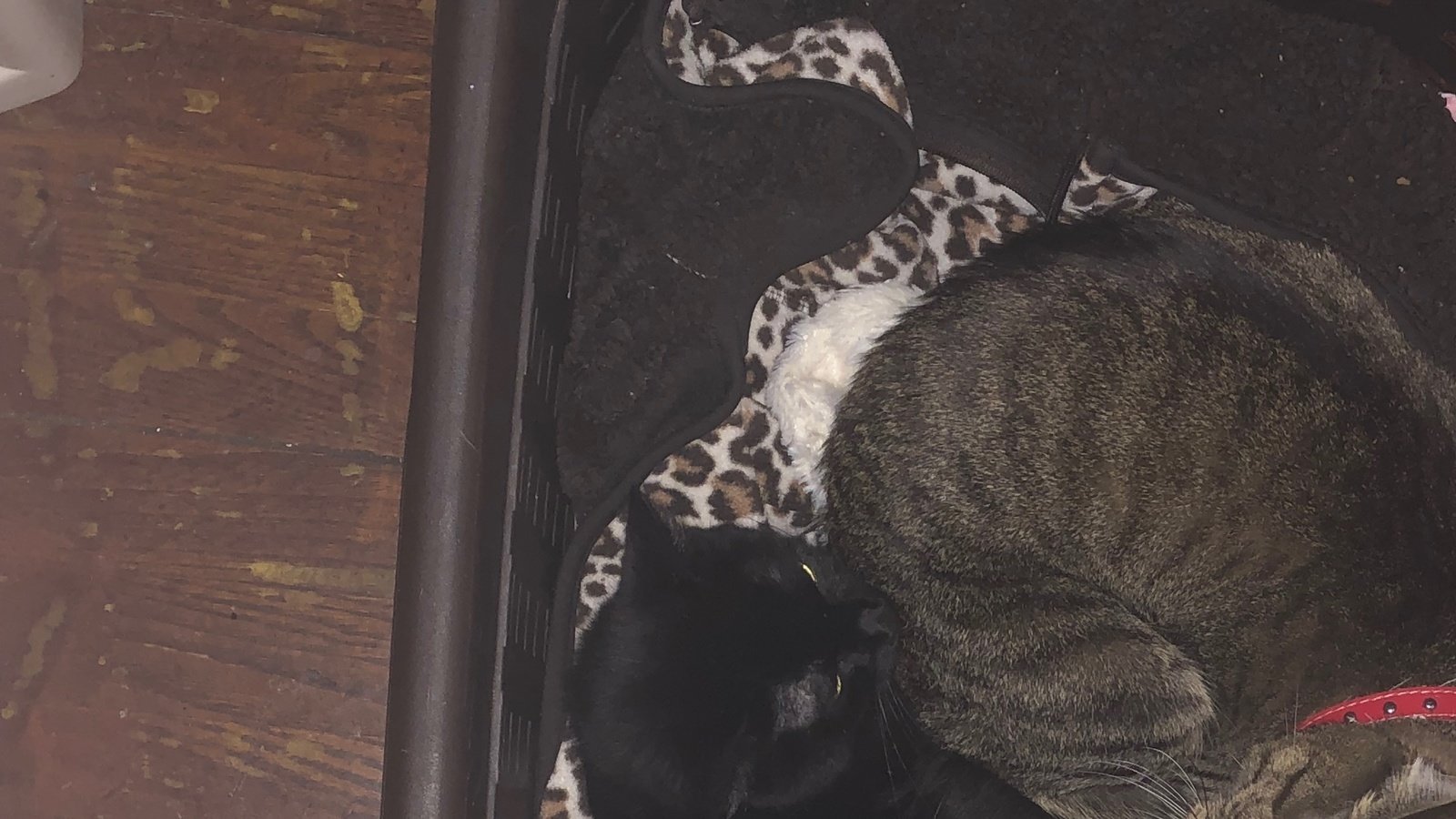 Petition · EBT USE FOR PET FOOD United States ·