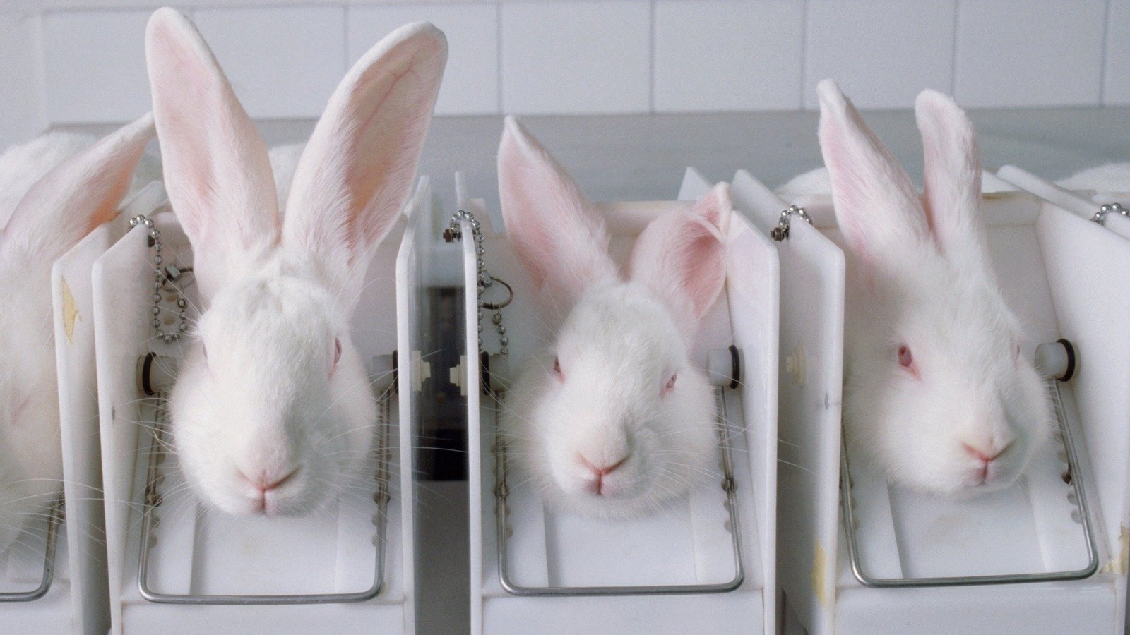 Petition · Stop Cosmetic Animal Testing - United States · Change.org