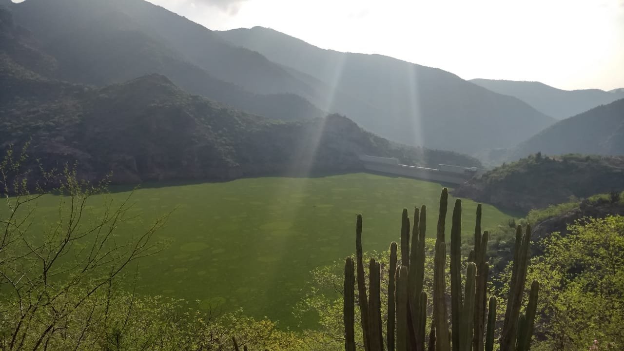 Petición · Limpieza de lirio en PRESA EL REALITO México ·