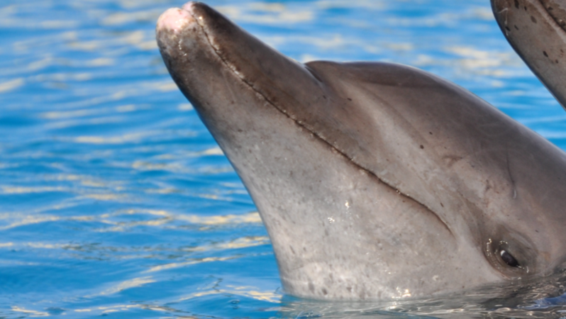 Peion Bob Weir Ask Dead Company To Stop Events At The Ask Dead Company To Stop Events At The Barceló Maya Beach Captive Dolphin Resort