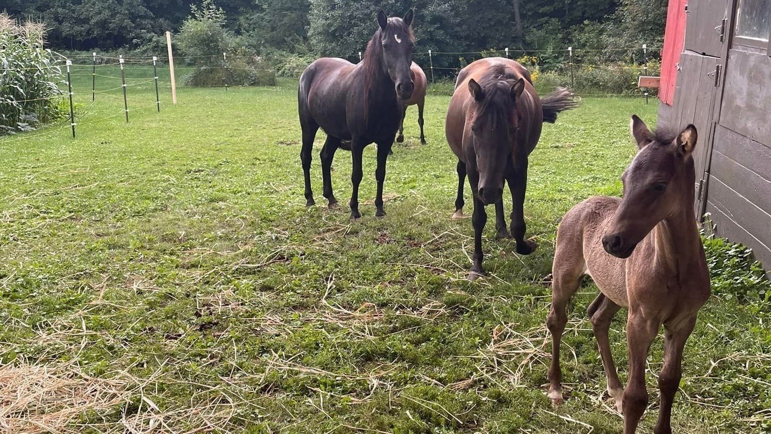 Petition · Add the Ojibwe Pony to the Conservation Priority List at the