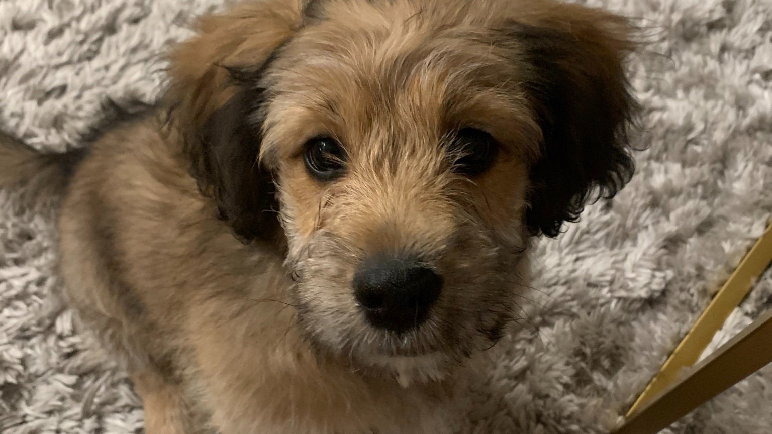 Petition · SAVE CHOPS FROM A NEGLECTFUL OWNER - United States · Change.org
