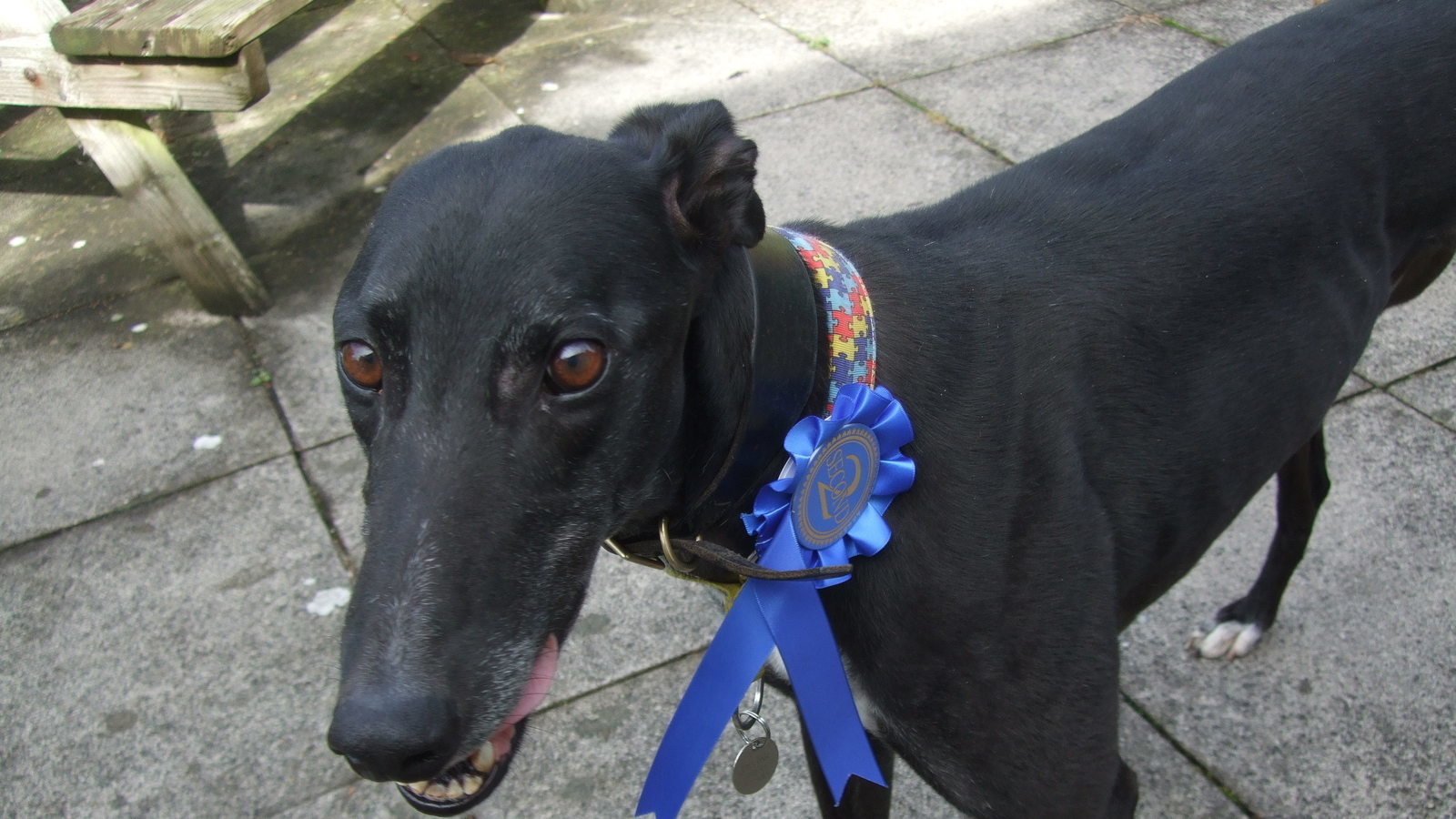 Petition · Keep dogs on leads in public places ·