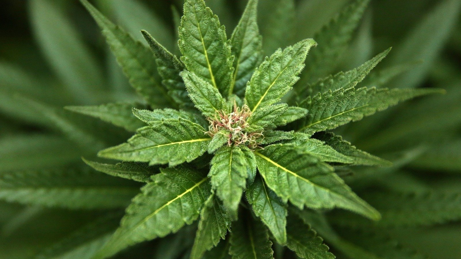 Petition Remove Marijuana From Schedule 1 Drug Classification And Petition Remove Marijuana From Schedule 1 Drug Classification And