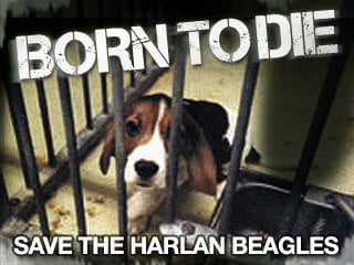 animal testing its wrong animal testing its wrong
