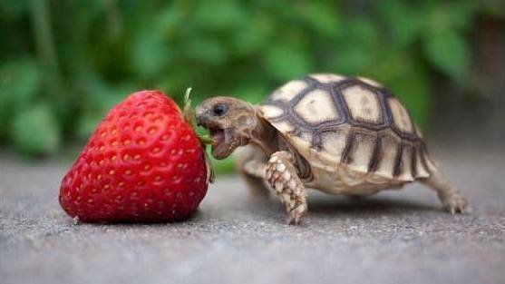 tortoise for sale petsmart