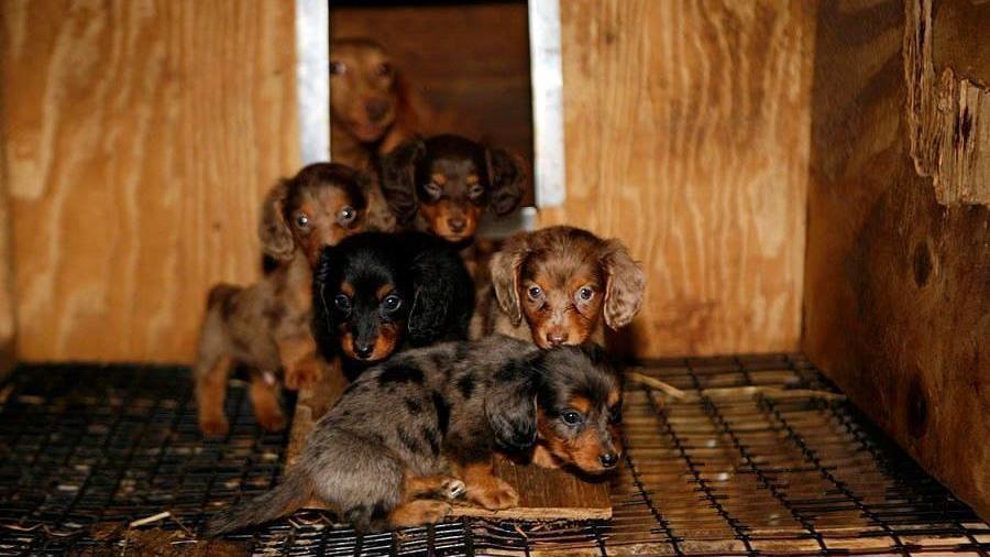 Petition · STOP PREDATORY LEASING AND FINANCING IN VIRGINIA'S PET