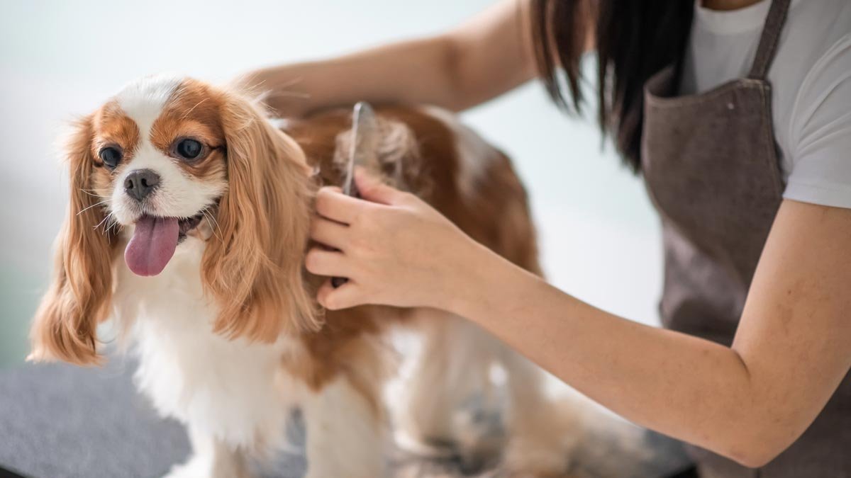 Petition · Make Pet Groomers Essential! United States ·